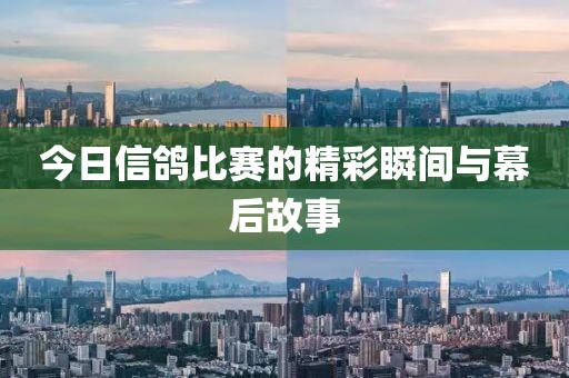 今日信鴿比賽的精彩瞬間與幕后故事