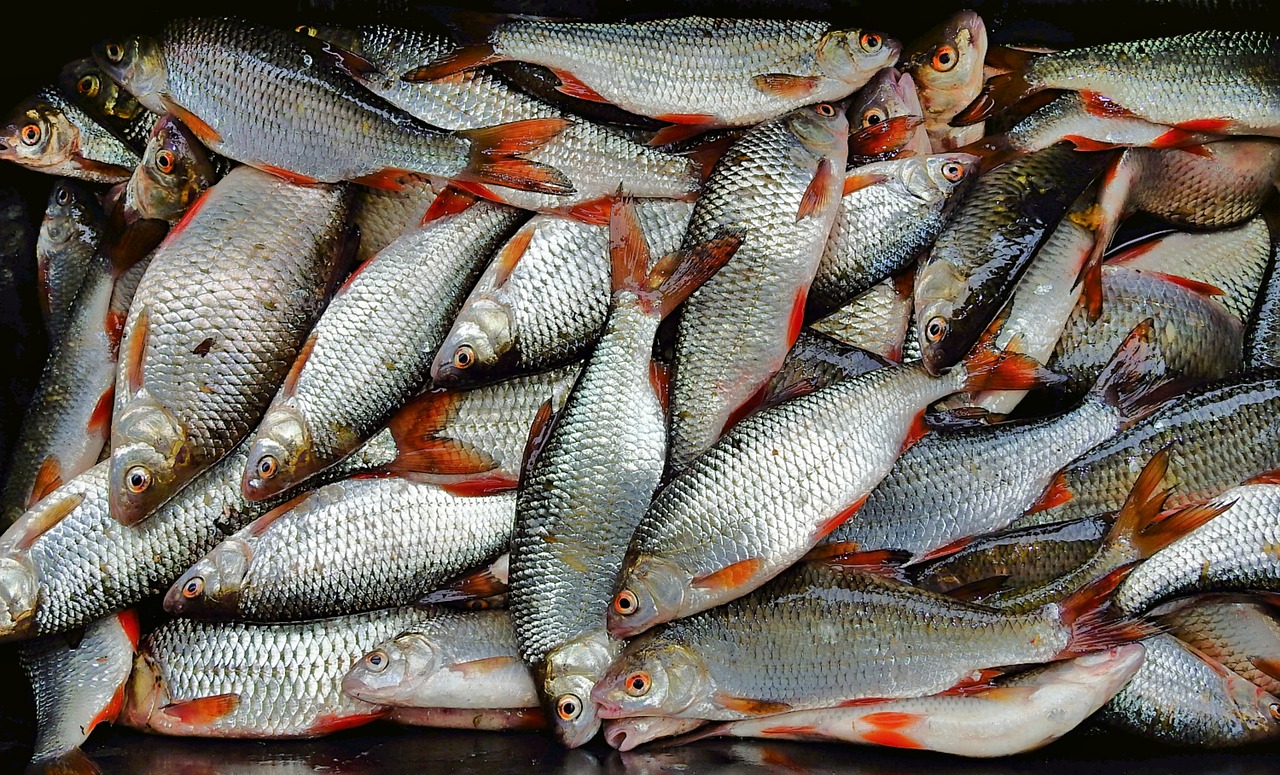 財(cái)神捕魚新版，全新體驗(yàn)與特色玩法來(lái)襲！