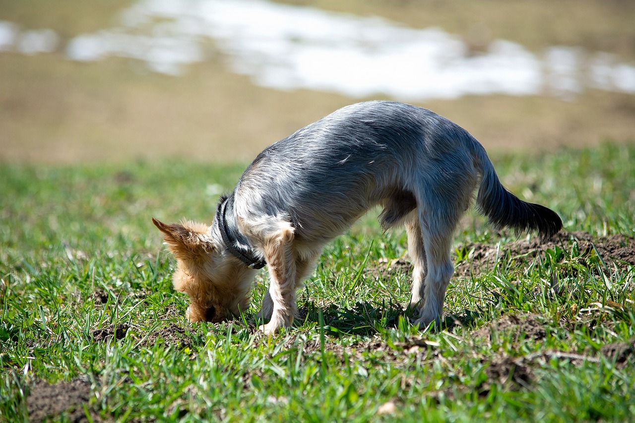 最新貝塔犬資訊，深入探索貝塔犬的世界