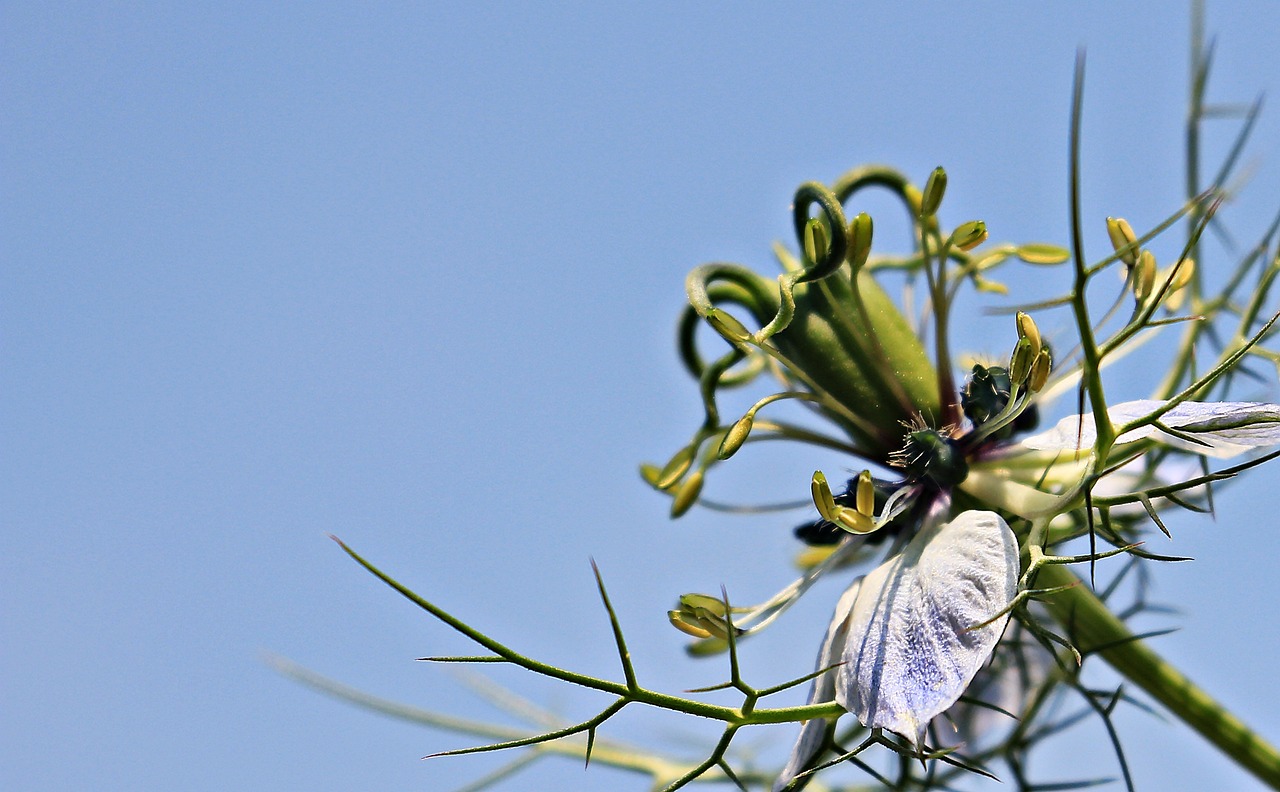 現(xiàn)代花剪紙藝術(shù)，傳統(tǒng)與創(chuàng)新的交融之美展現(xiàn)獨特魅力