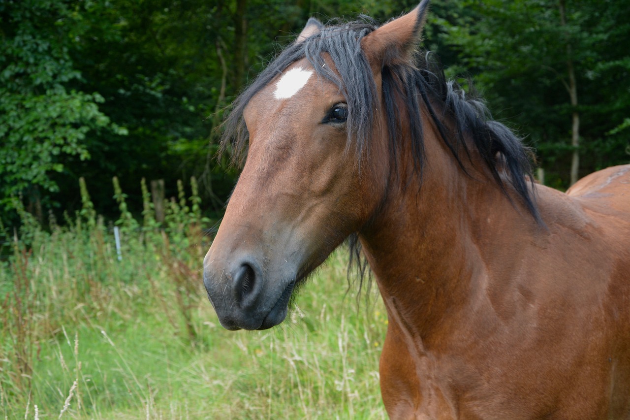2024澳門特馬今晚開獎49圖，寧死不屈 RQ1735.487