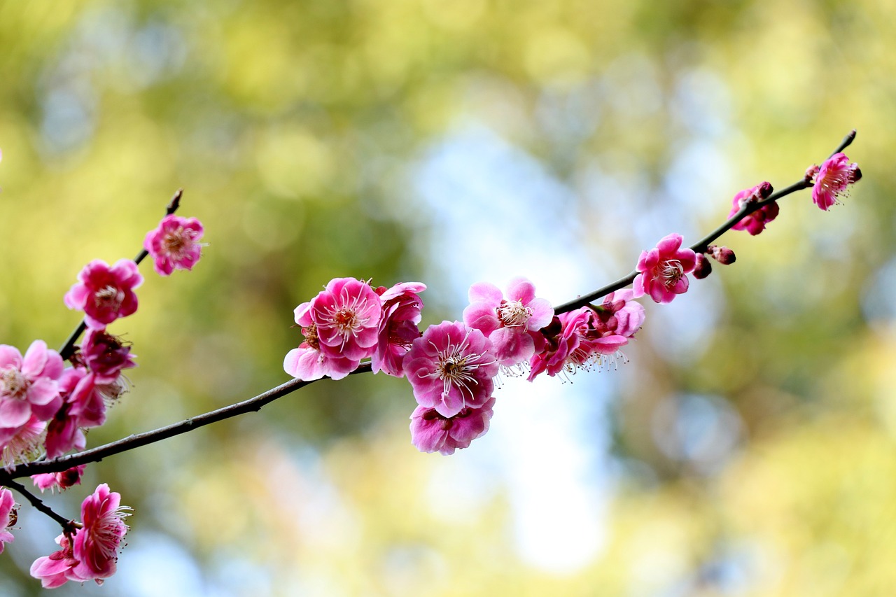梅花電視劇，綻放的藝術(shù)魅力與深刻內(nèi)涵