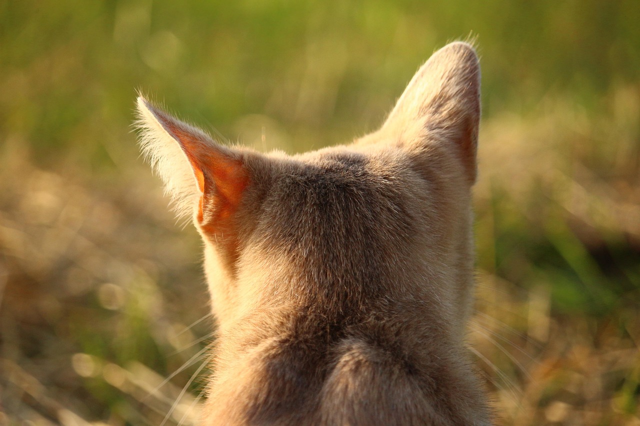 斗牛犬比賽的激情與榮耀時(shí)刻