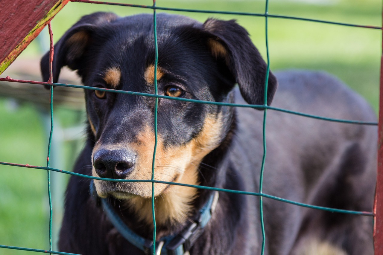 比熊犬價格解析，市場分析與影響因素探討