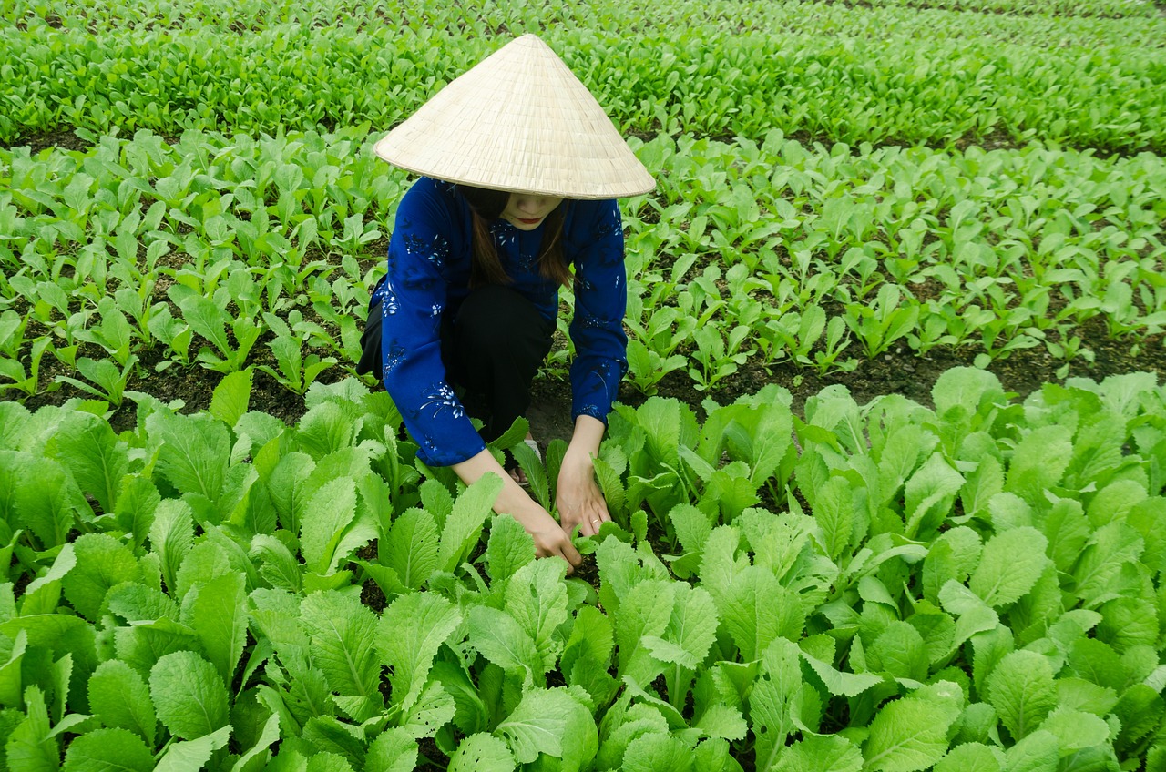 江油市最新發(fā)展動(dòng)態(tài)概覽