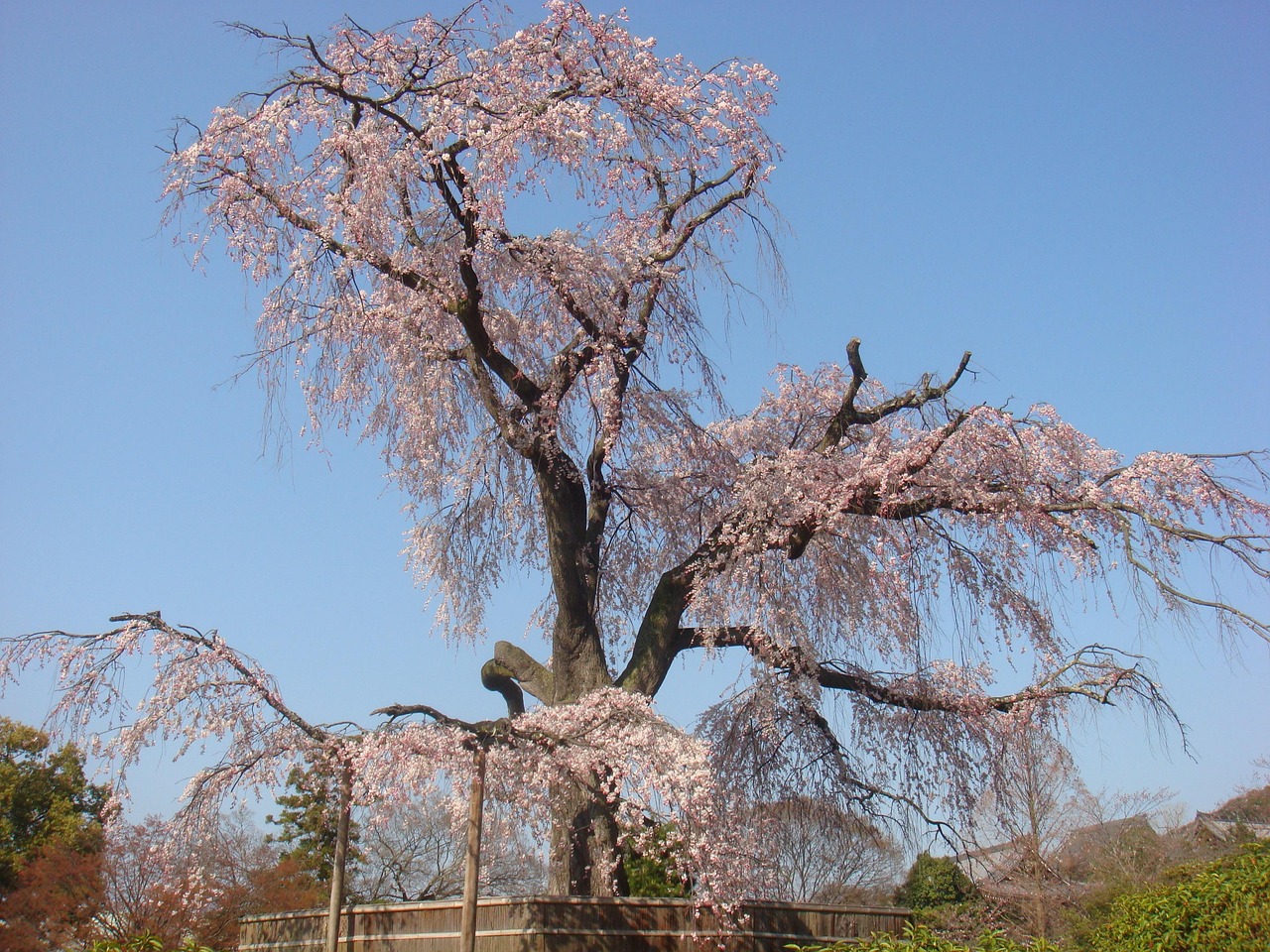 八重紅枝垂櫻花價格詳解，影響因素與價格探討