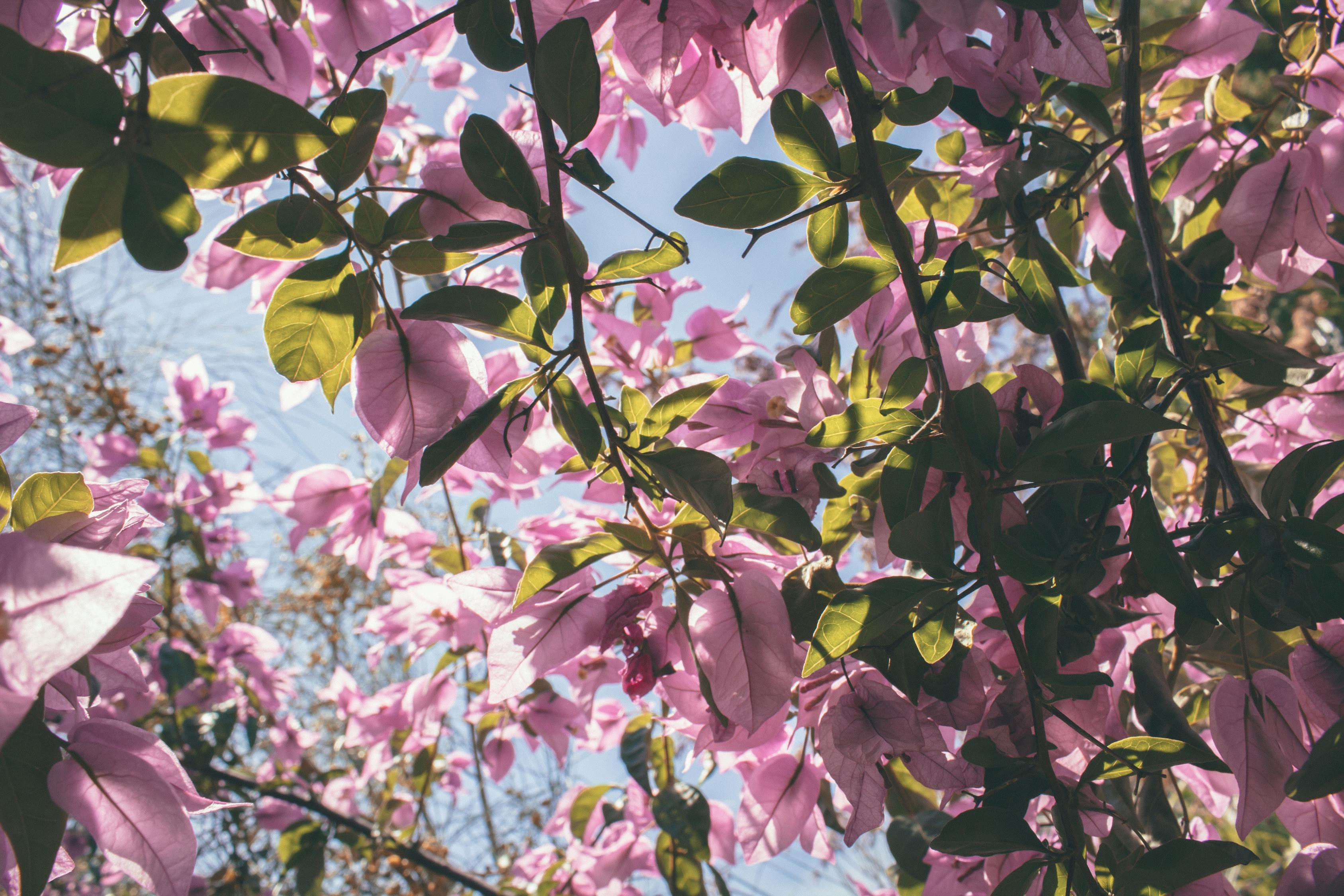 動(dòng)漫花園，夢(mèng)想與現(xiàn)實(shí)的和諧交織之美