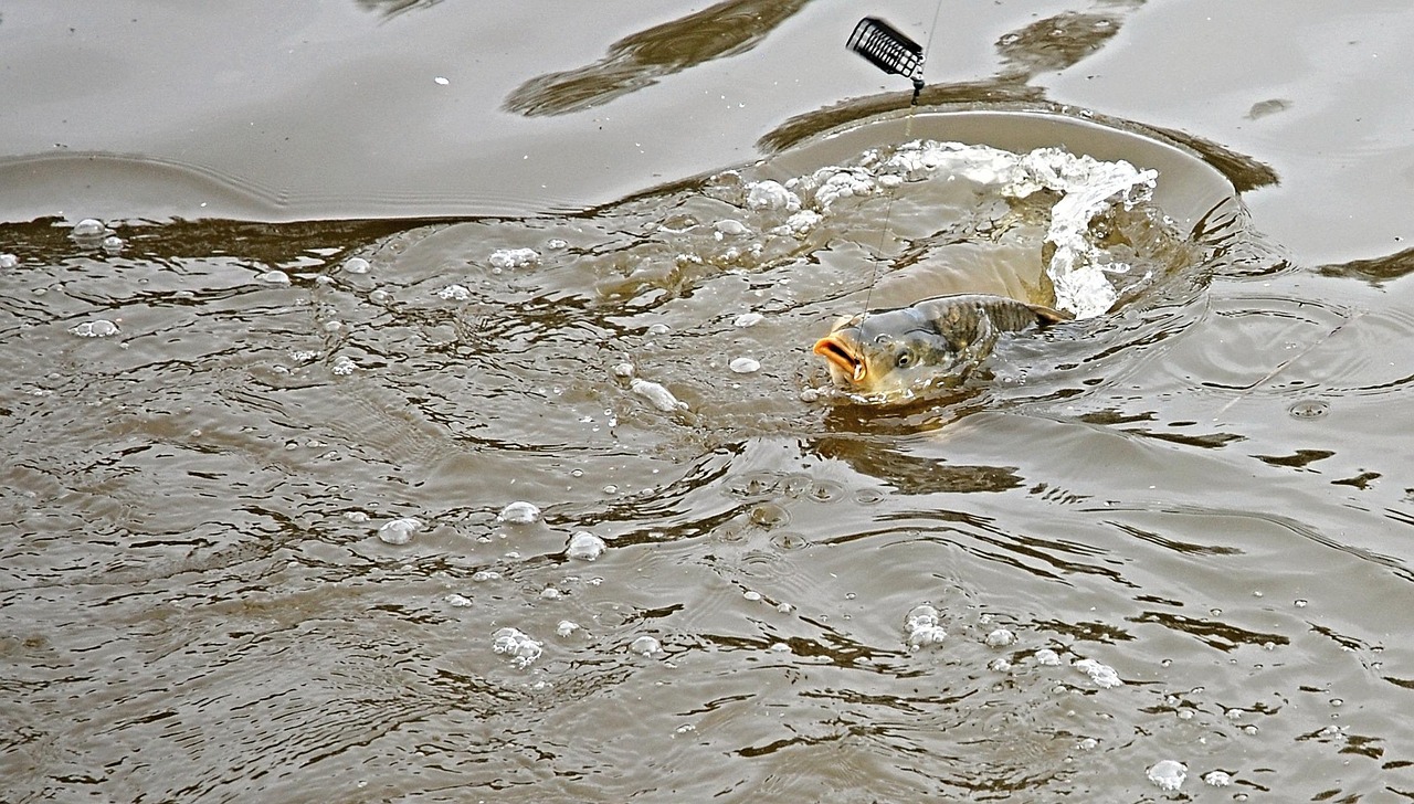 水庫釣魚比賽，一場別開生面的競技狂歡