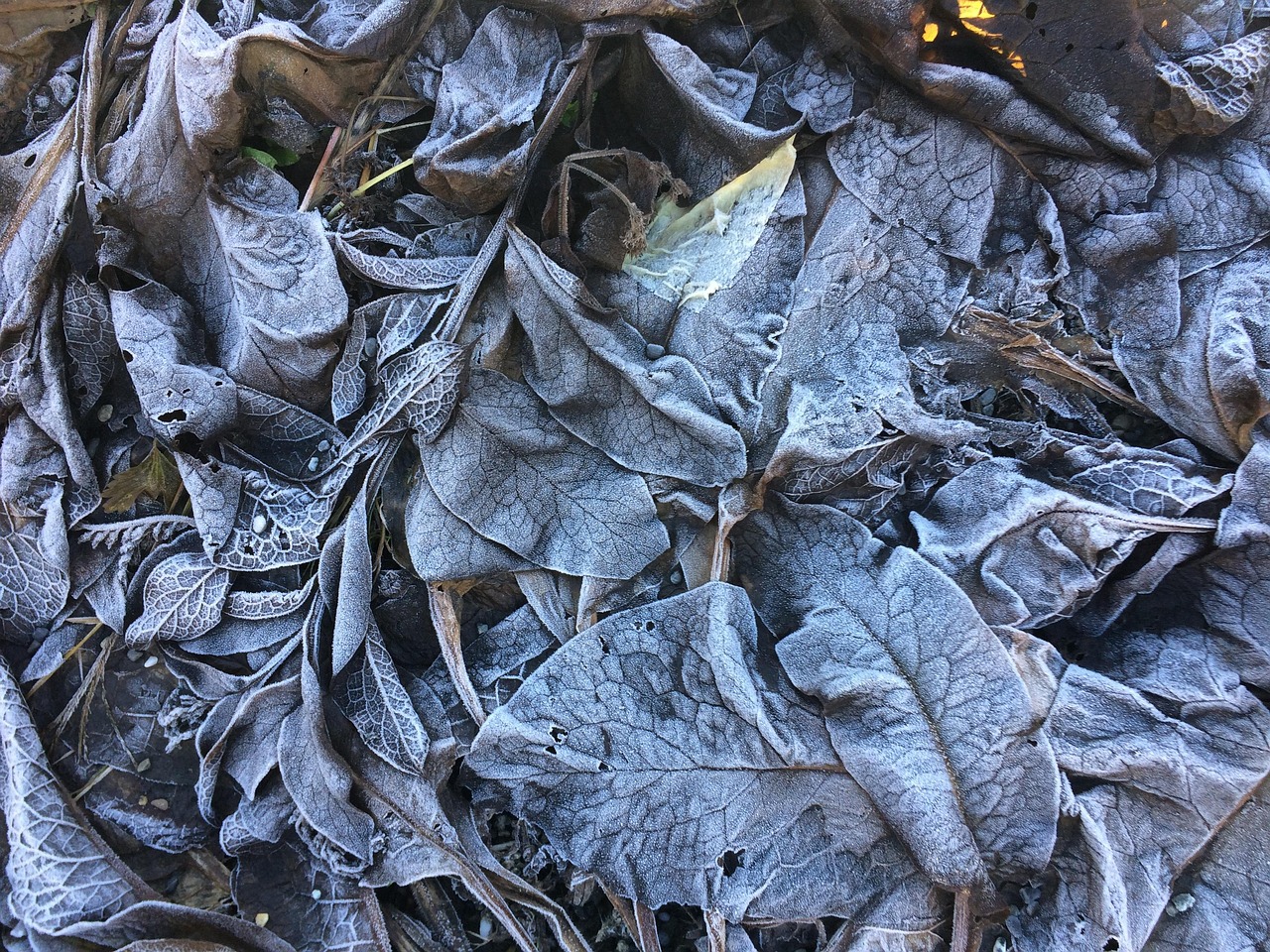 楓林水岸最新動態(tài)揭秘，繁榮之地的嶄新面貌